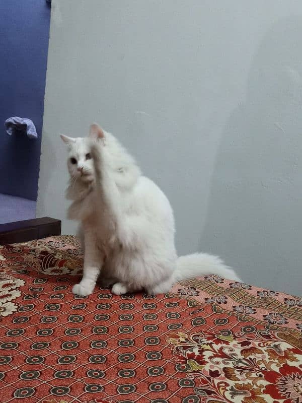 Persian female cate 3