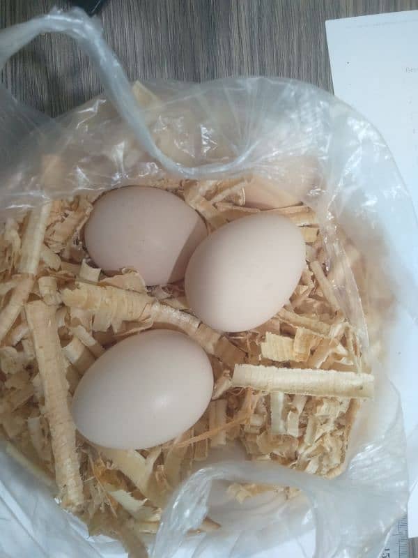 pure desi eggs avalible 0