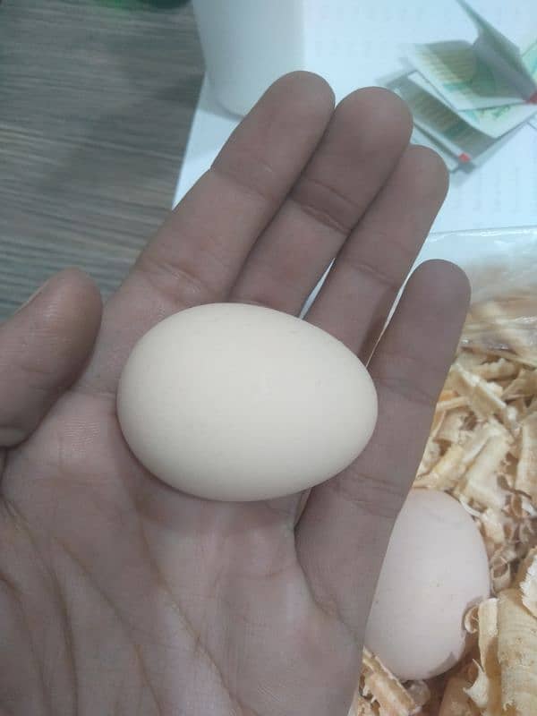 pure desi eggs avalible 1