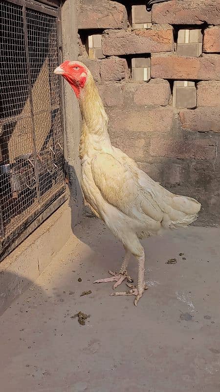 white o shamo female 4