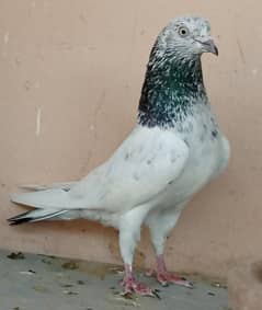 Teddy, sialkoti, bajrai kabootar/pigeon