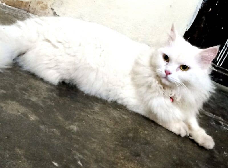 Persian female cate 6