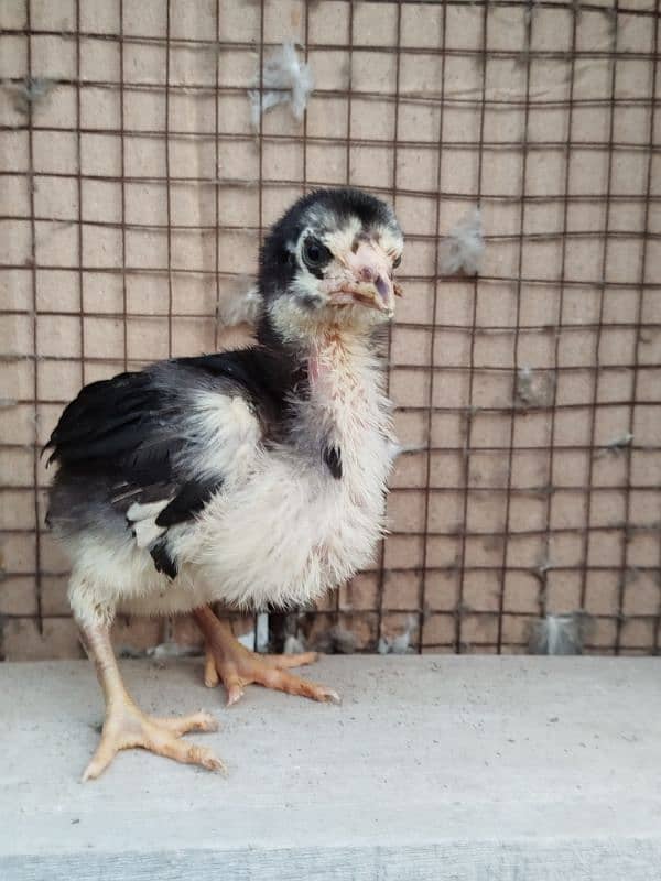 Thai Chicks (Pure) for Sale 3