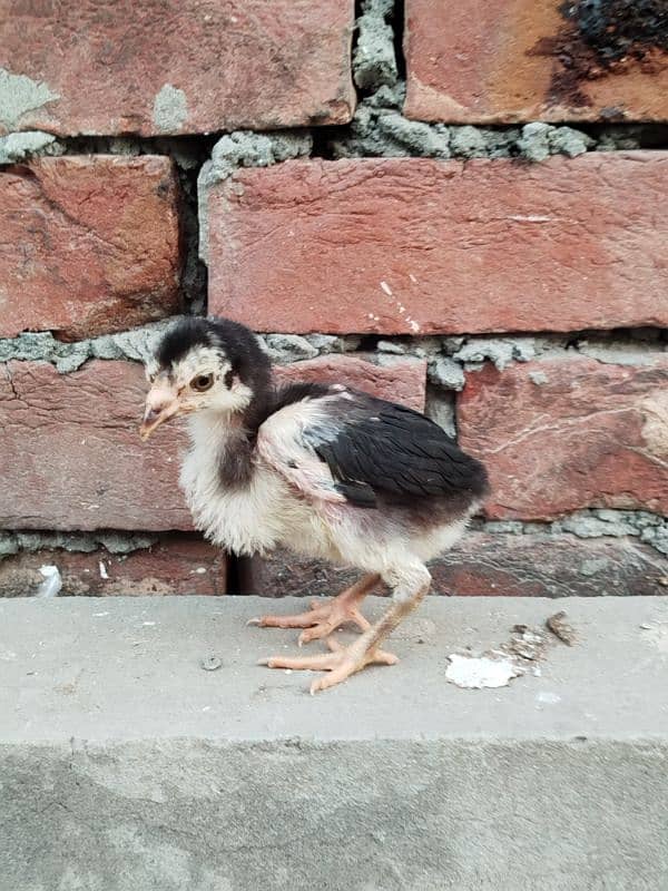 Thai Chicks (Pure) for Sale 4