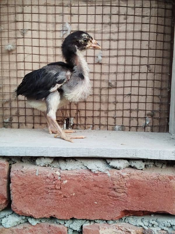 Thai Chicks (Pure) for Sale 5