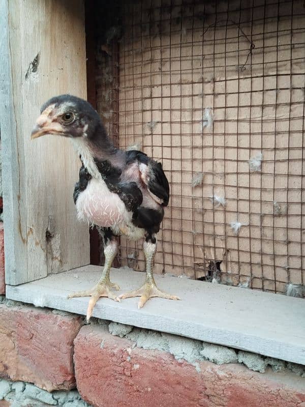 Thai Chicks (Pure) for Sale 8