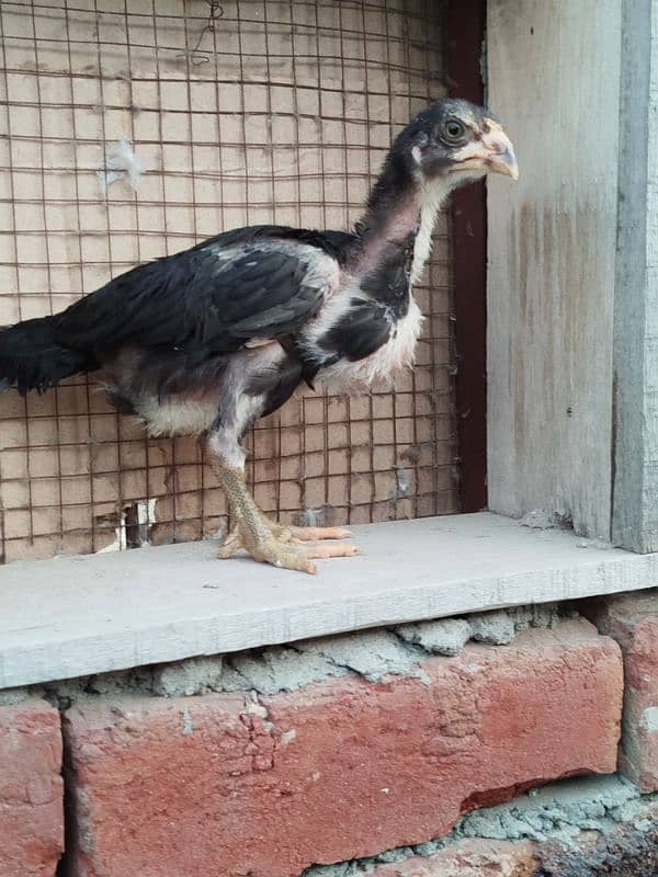 Thai Chicks (Pure) for Sale 9