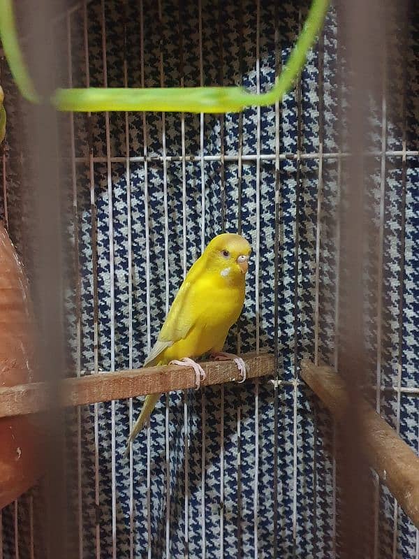 White and yellow red eays adult female Australian parrot 3