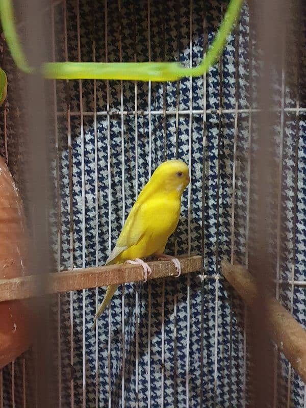 White and yellow red eays adult female Australian parrot 4