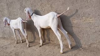 Rajanpuri Male Goat