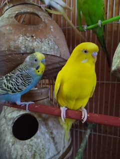 Bajri / Australian / Budgies/ Parrot