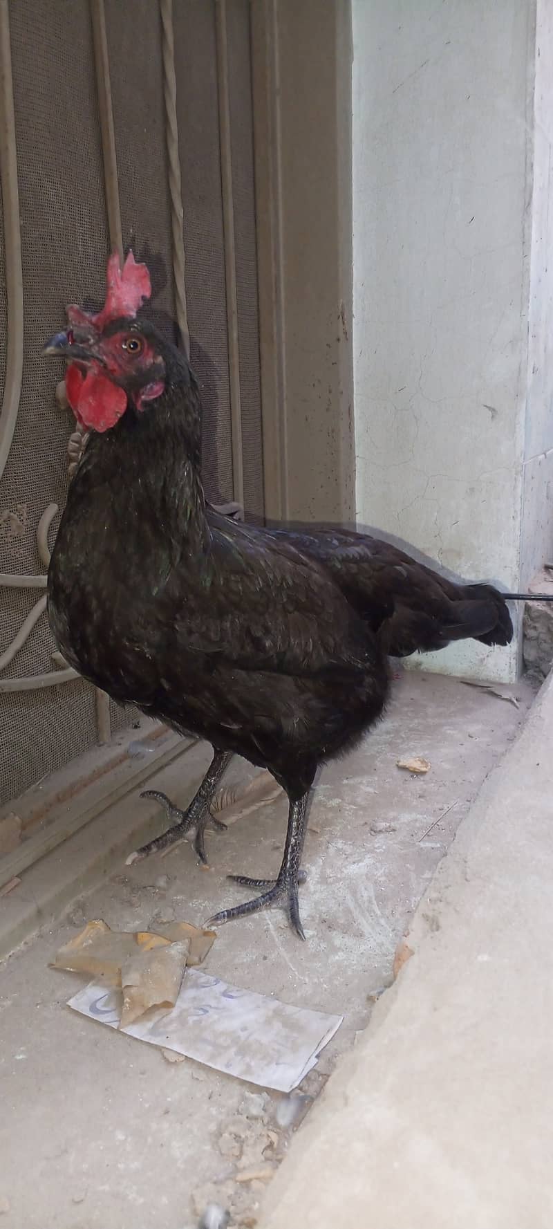 black Australorp murgi for sale 0