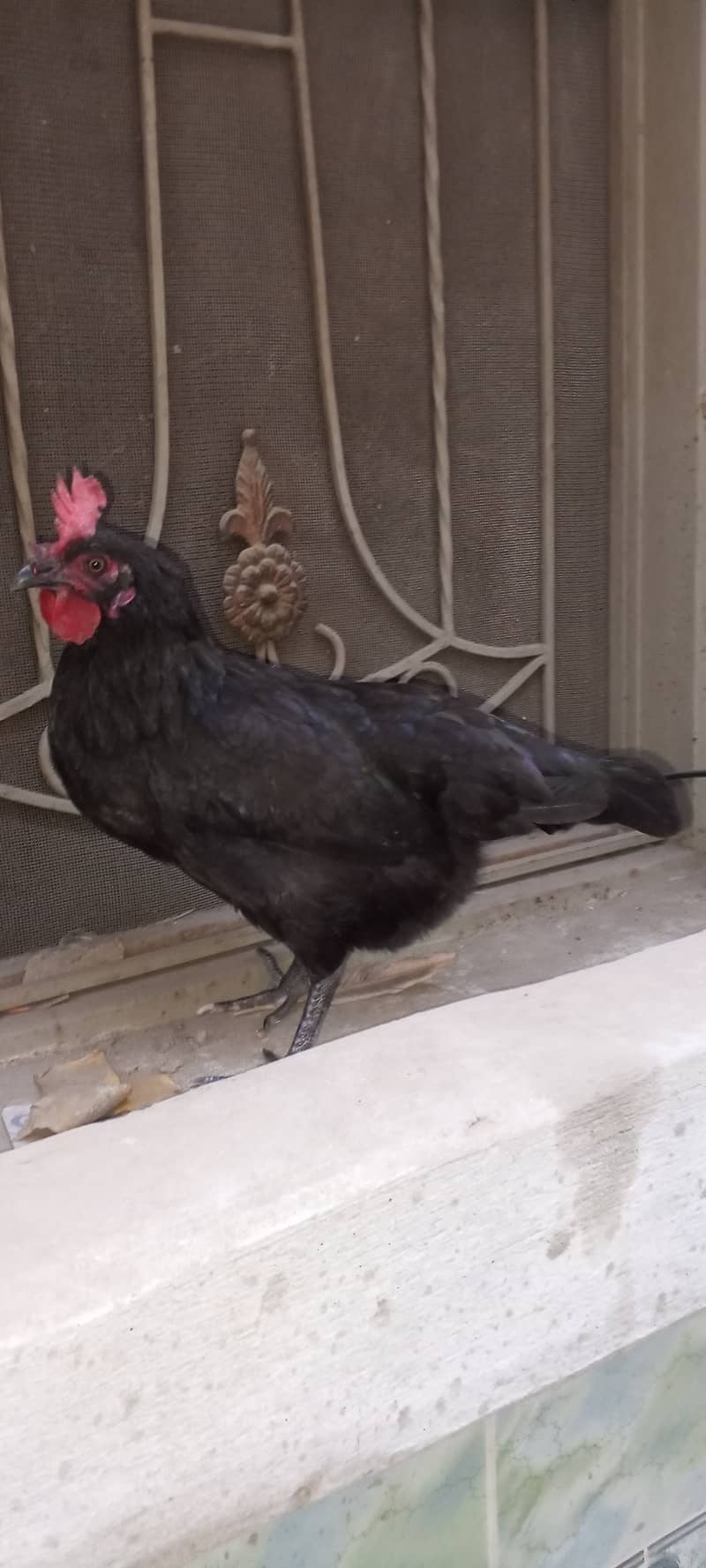 black Australorp murgi for sale 1