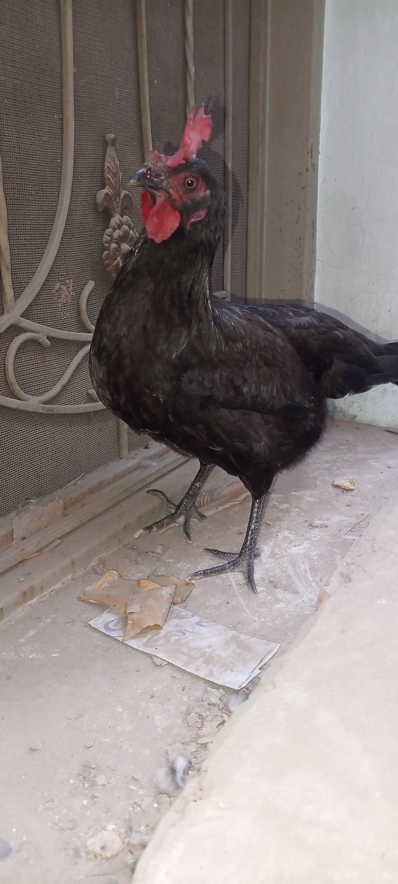 black Australorp murgi for sale 2