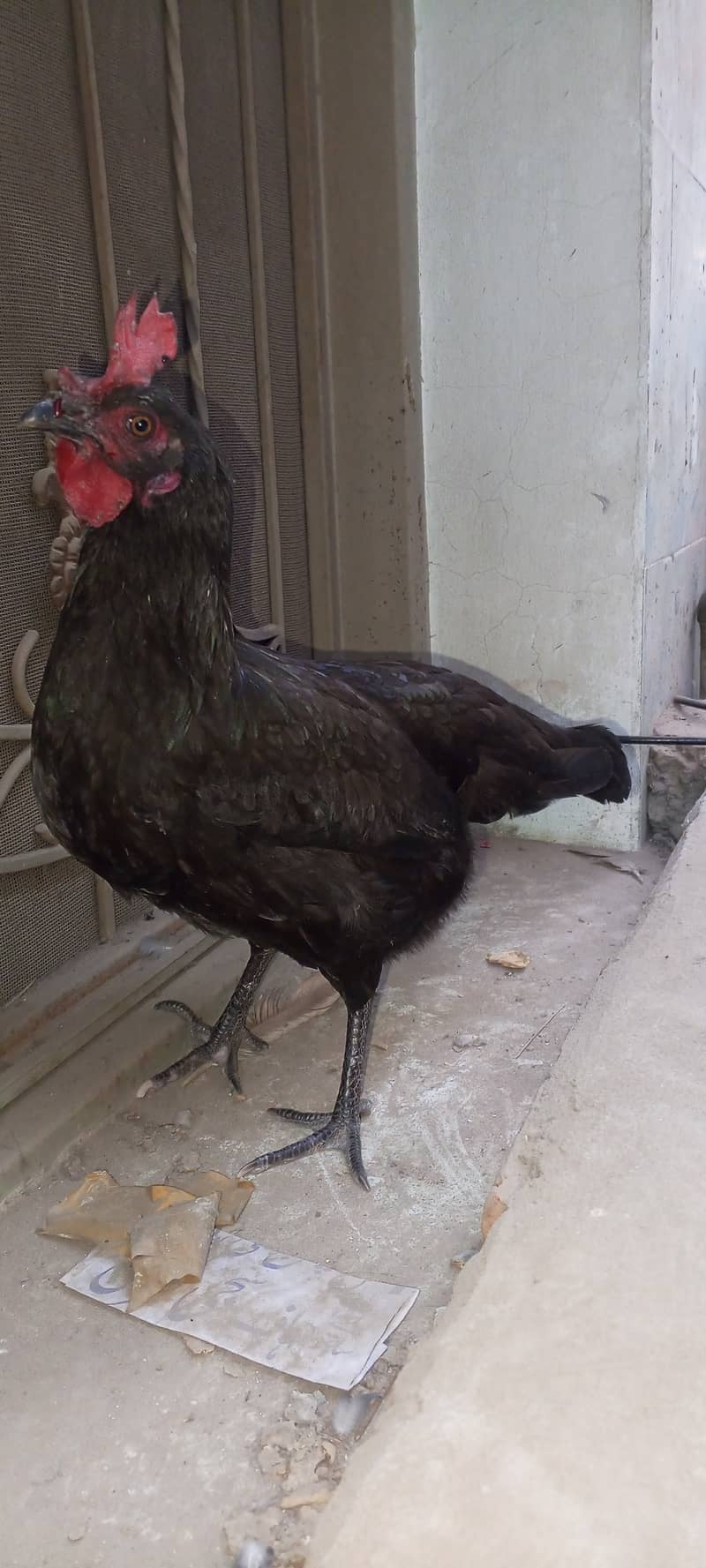 black Australorp murgi for sale 3