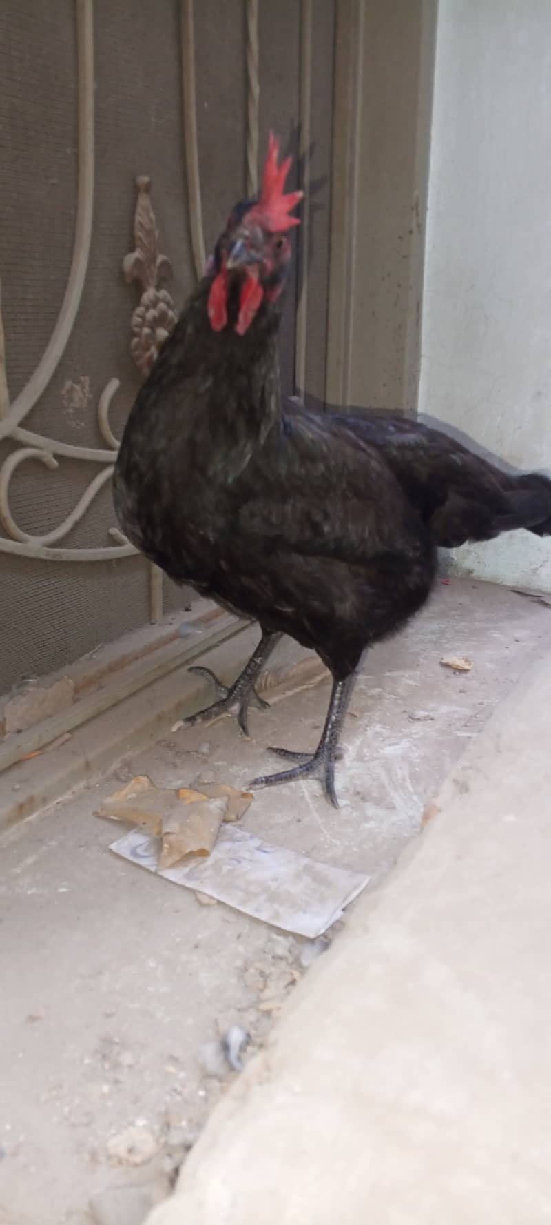 black Australorp murgi for sale 4