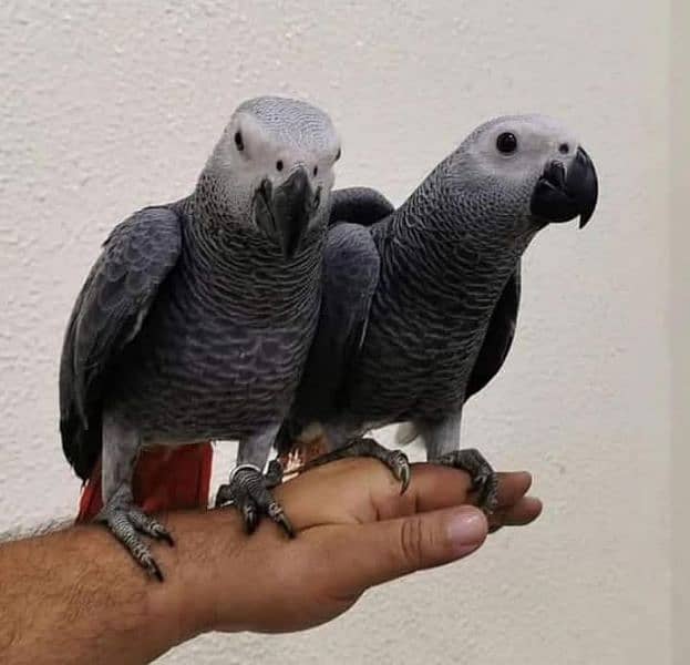 African grey parrots pair 03262134833 1