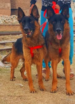 German shepherdest dog could wear full security dog portside for sale