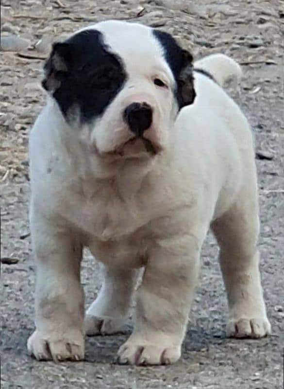 King alabai dog male 2 months for sales security dog 2