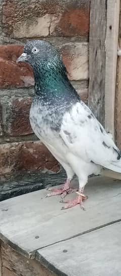 pigeon