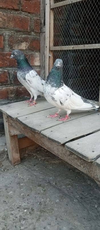 pigeon 2 pair  Whatsapp number 03106295848 1