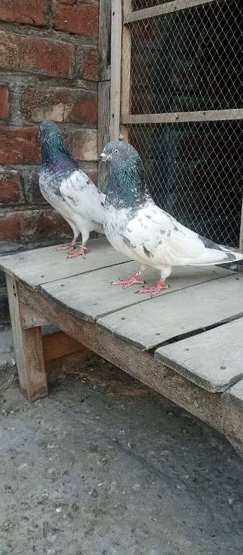 pigeon 2 pair  Whatsapp number 03106295848 2