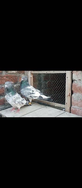 pigeon 2 pair  Whatsapp number 03106295848 3