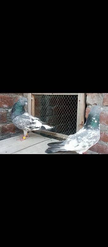 pigeon 2 pair  Whatsapp number 03106295848 4