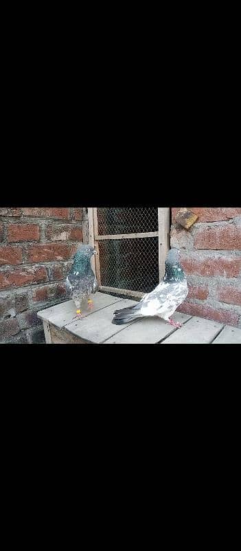 pigeon 2 pair  Whatsapp number 03106295848 5