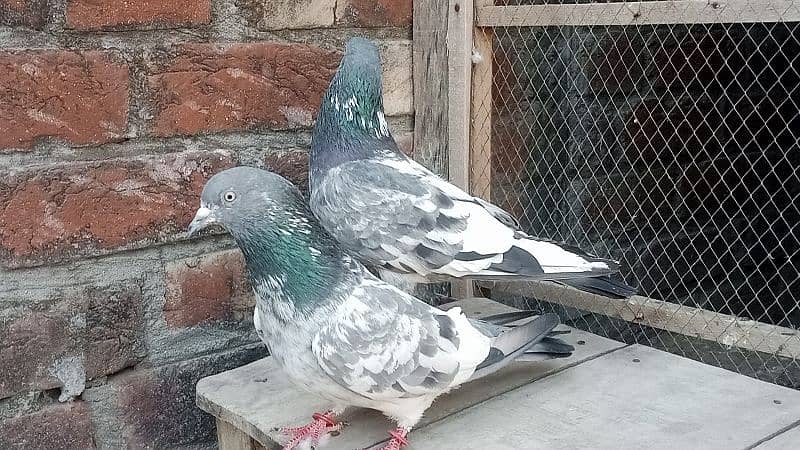 pigeon 2 pair  Whatsapp number 03106295848 6