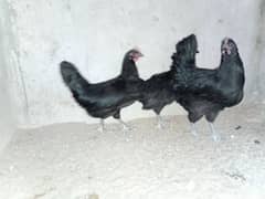 Australorp