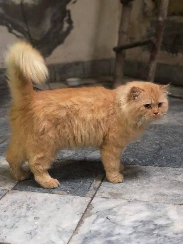 Persian cat male tripple coated 0