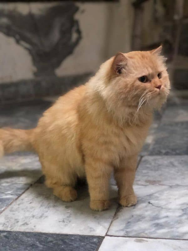 Persian cat male tripple coated 1