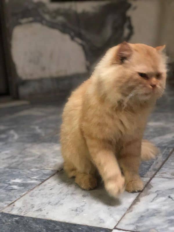 Persian cat male tripple coated 2