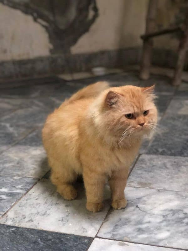 Persian cat male tripple coated 3