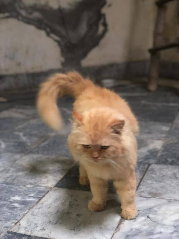 Persian cat male tripple coated 4