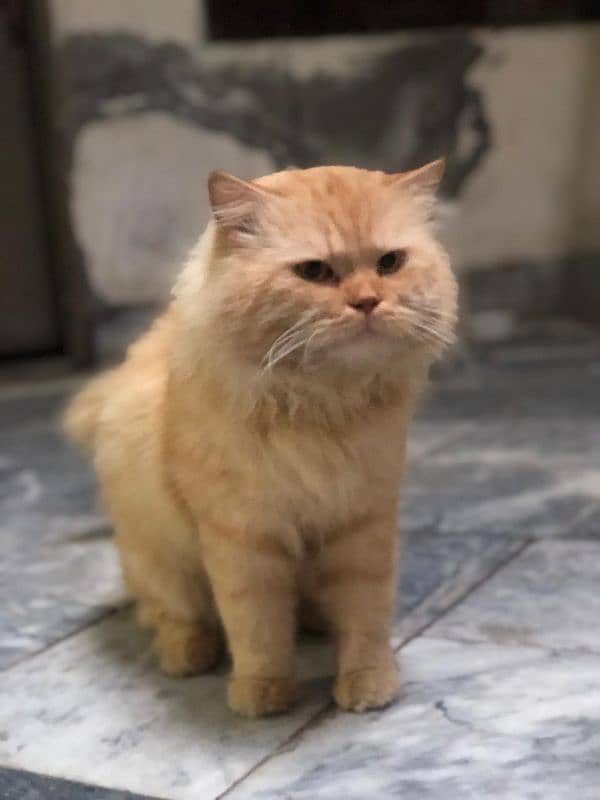 Persian cat male tripple coated 5