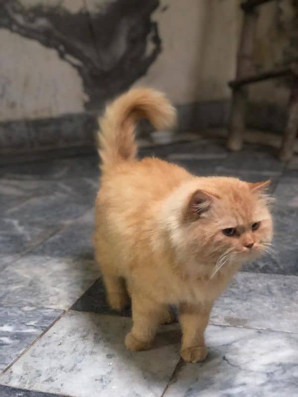 Persian cat male tripple coated 6