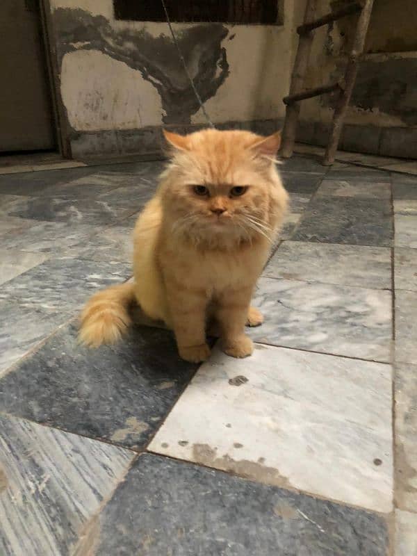 Persian cat male tripple coated 7