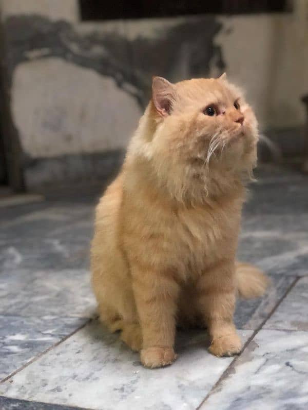 Persian cat male tripple coated 8