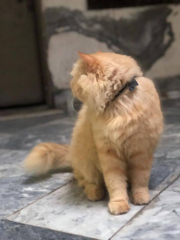 Persian cat male tripple coated 9