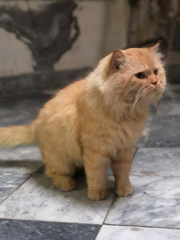 Persian cat male tripple coated 10