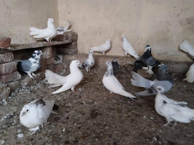 shairazi Pigeon for sale 1