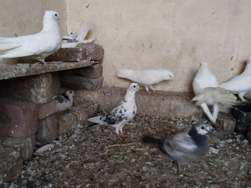 shairazi Pigeon for sale 2