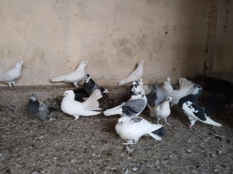 shairazi Pigeon for sale 3