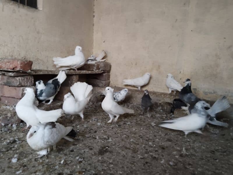 shairazi Pigeon for sale 4