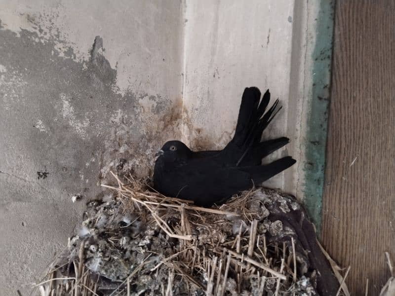 shairazi Pigeon for sale 5