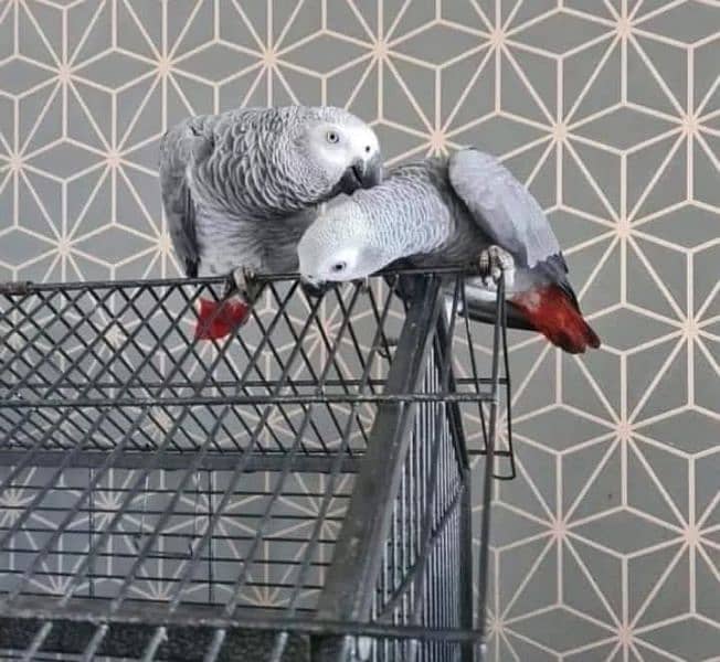 African grey parrots pair 03262134833 2