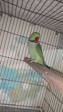 Raw Parrot | Parrot For Sale