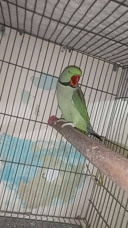 Raw Parrot | Parrot For Sale 0